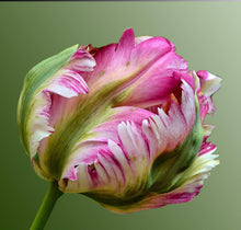 Load image into Gallery viewer, Parrot Tulip Cutters-Cutters-seb3dcustomdesigns
