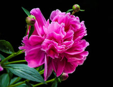 Load image into Gallery viewer, Frilly Peony Cutter-Cutters-seb3dcustomdesigns
